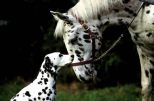 horse_and_dog2